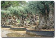 Пальмы,  цитрусовые и оливковые деревья всех форм и размеров