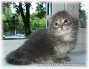Продается сибирский котенок Надим Мур Амур