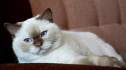 британские котята окраса циннамон-пойнт из питомника SHANSEL