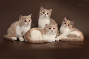 Чистокровные британские котята окраса циннамон