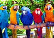 крупные попугаи ара какаду