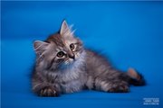 Сибирские котята от чемпионов мира. Питомник Мур Амур.