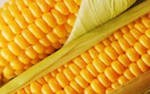 Продам посевную кукурузу монсанто дкс  3511