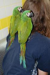 Говорящий попугай ручной ара карликовый или ара Сивера