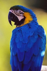попугай сине желтый ара