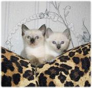 Продаём (старотипных сиамских) тайских котят окраса сил-поинт